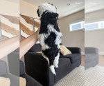 Small #1 Bernedoodle mix (+ Poodle Standard)