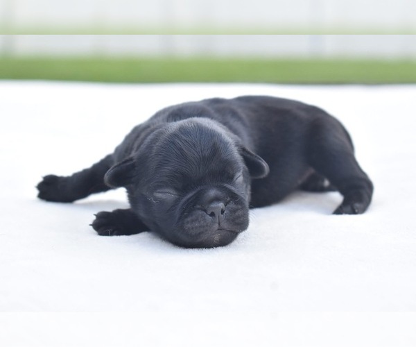 Medium Photo #4 Pug Puppy For Sale in PALM COAST, FL, USA