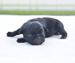 Small #3 Pug