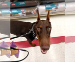 Small #8 Doberman Pinscher