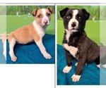 Small Photo #1 Border Collie-Boxer Mix Puppy For Sale in Jackson Township, NJ, USA