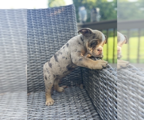 Medium Photo #8 Bulldog Puppy For Sale in WATERVILLE, OH, USA