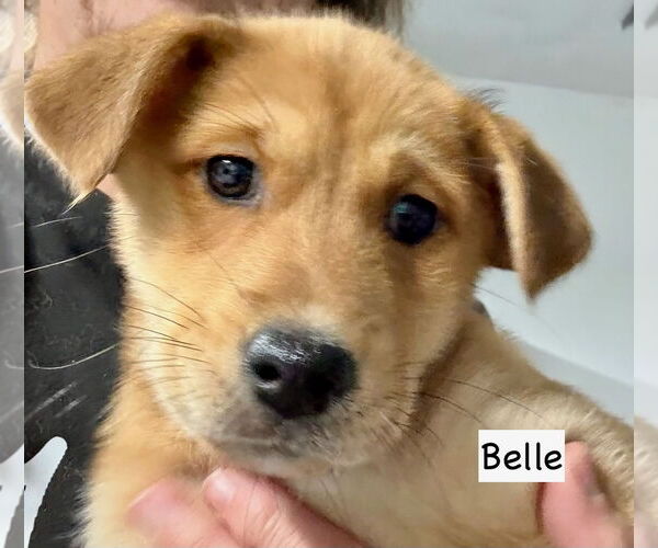 Medium Photo #1 Gerberian Shepsky Puppy For Sale in GILBERTS, IL, USA