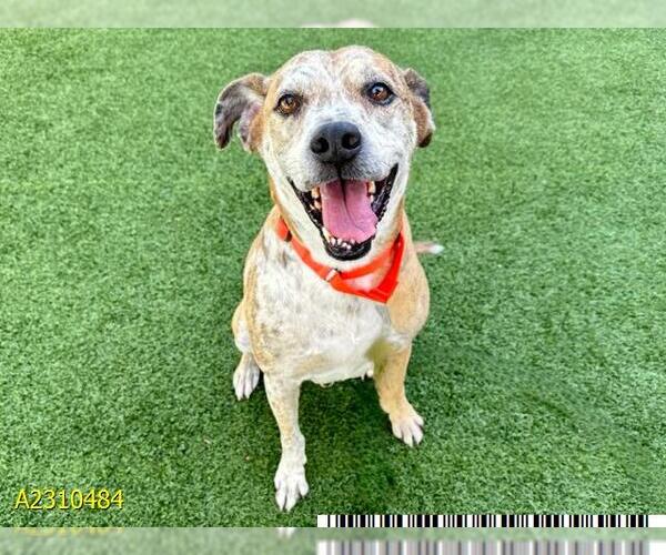 Medium Photo #1 Catahoula Leopard Dog-Unknown Mix Puppy For Sale in West Palm Beach, FL, USA