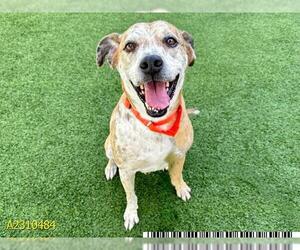 Catahoula Leopard Dog-Unknown Mix Dogs for adoption in West Palm Beach, FL, USA