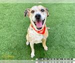 Small Catahoula Leopard Dog Mix