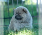 Small #3 Chow Chow