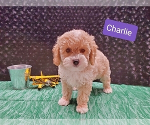 Poodle (Toy) Puppy for sale in SAINT CHARLES, MO, USA