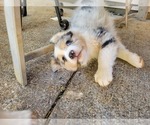 Small #4 Australian Shepherd