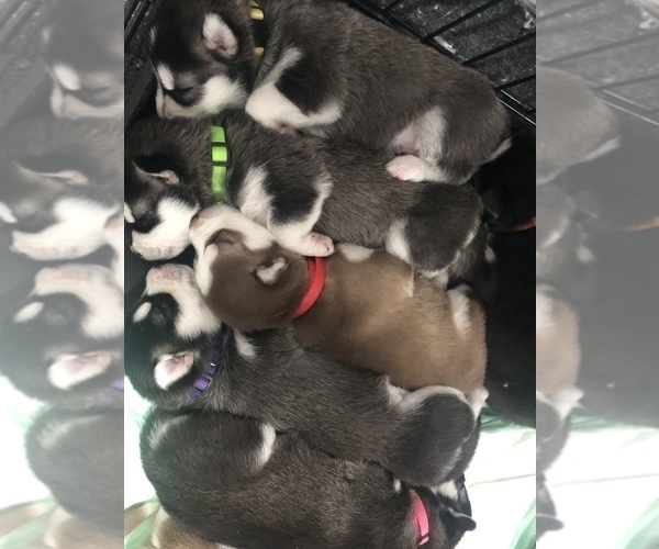 Medium Photo #6 Siberian Husky Puppy For Sale in BUTLER, NJ, USA