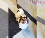 Small #3 Tibetan Spaniel