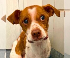 Chihuahua-Unknown Mix Dogs for adoption in San Antonio, TX, USA