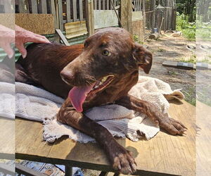 Labrador Retriever-Unknown Mix Dogs for adoption in Corinth, MS, USA