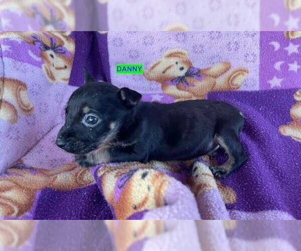 Medium Photo #2 German Pinscher-Unknown Mix Puppy For Sale in Woodland Hills, CA, USA