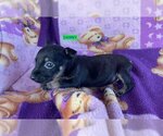 Small #1 German Pinscher Mix