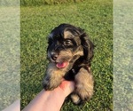 Small #2 Aussiedoodle