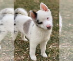 Small #16 Pomsky
