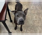 LIBRA - Female American Staffordshire Terrier-Unknown Mix Dog for Adoption - Small photo