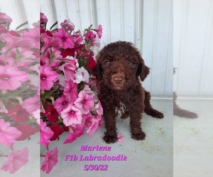 Labradoodle Puppy for Sale in SHIPSHEWANA, Indiana USA