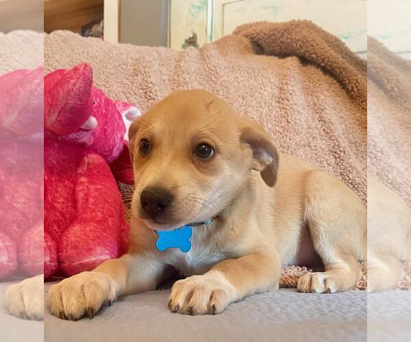 Medium Photo #2 Labrador Retriever-Unknown Mix Puppy For Sale in Rockaway, NJ, USA