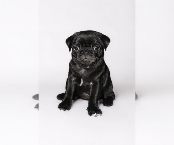 Medium Photo #1 Pug Puppy For Sale in LAKEWOOD RCH, FL, USA