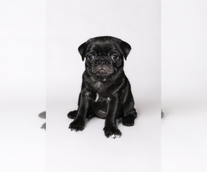 Medium Pug