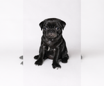 Puppy Puppy 1 Pug