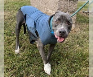 DA 46 Bug - Male Mutt Dog for Adoption - Photo #2