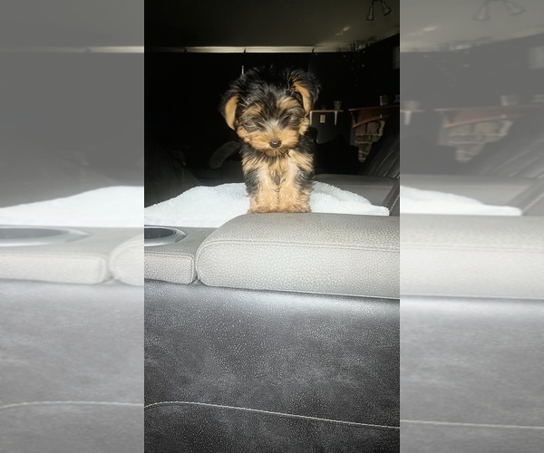 Medium Photo #18 Yorkshire Terrier Puppy For Sale in BENSON, NC, USA