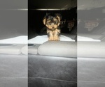 Small Photo #18 Yorkshire Terrier Puppy For Sale in BENSON, NC, USA