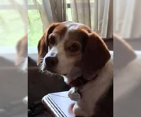 Medium Photo #13 Beagle Puppy For Sale in Dunnellon, FL, USA