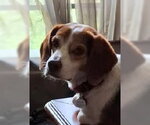Small #12 Beagle