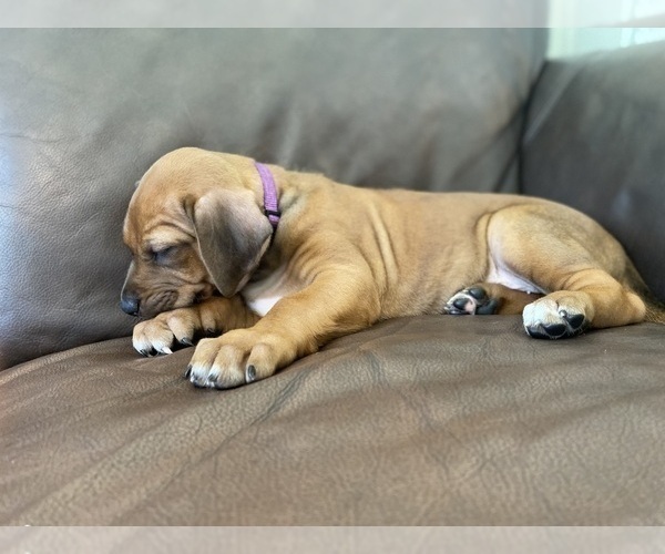 Medium Photo #48 Rhodesian Ridgeback Puppy For Sale in KELLER, TX, USA
