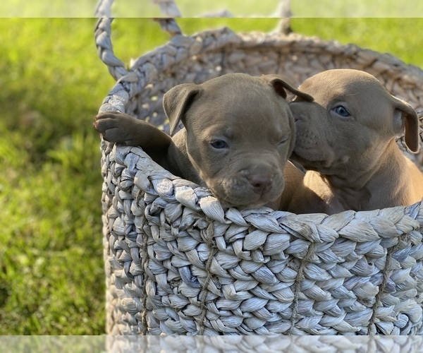 Medium Photo #2 American Pit Bull Terrier Puppy For Sale in OVERLAND, KS, USA