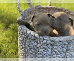 Small Photo #2 American Pit Bull Terrier Puppy For Sale in OVERLAND, KS, USA