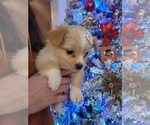 Puppy Puppy 3 Shiranian