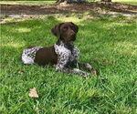 Small Photo #1 German Shorthaired Pointer-Goldendoodle Mix Puppy For Sale in WILLACOOCHEE, GA, USA