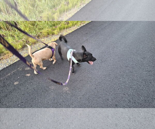 Medium Photo #31 Chiweenie Puppy For Sale in Sebec, ME, USA