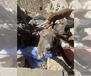 American Staffordshire Terrier Dogs for adoption in San Antonio, TX, USA