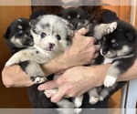 Small Pomsky-Shiba Inu Mix