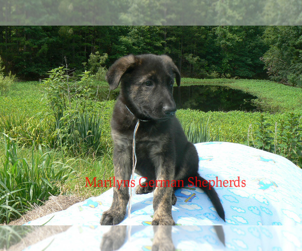 Medium Photo #2 German Shepherd Dog Puppy For Sale in PIEDMONT, MO, USA