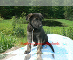 Small Photo #2 German Shepherd Dog Puppy For Sale in PIEDMONT, MO, USA