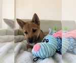 Small Photo #9 Shiba Inu Puppy For Sale in SYLMAR, CA, USA