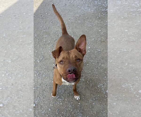 Medium Photo #9 American Pit Bull Terrier Puppy For Sale in Evansville, IN, USA