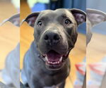 Small #1 American Pit Bull Terrier Mix