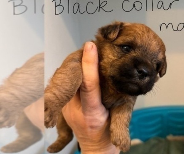 Medium Photo #43 Poocan Puppy For Sale in FAIR OAKS, CA, USA