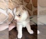 Small #7 Pomsky