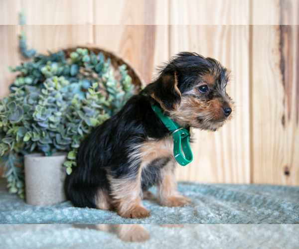 Medium Photo #2 Yorkshire Terrier Puppy For Sale in QUARRYVILLE, PA, USA