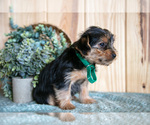 Small Photo #18 Yorkshire Terrier Puppy For Sale in QUARRYVILLE, PA, USA