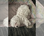 Small Photo #5 Maltipoo-Zuchon  Puppy For Sale in GLENDALE, AZ, USA